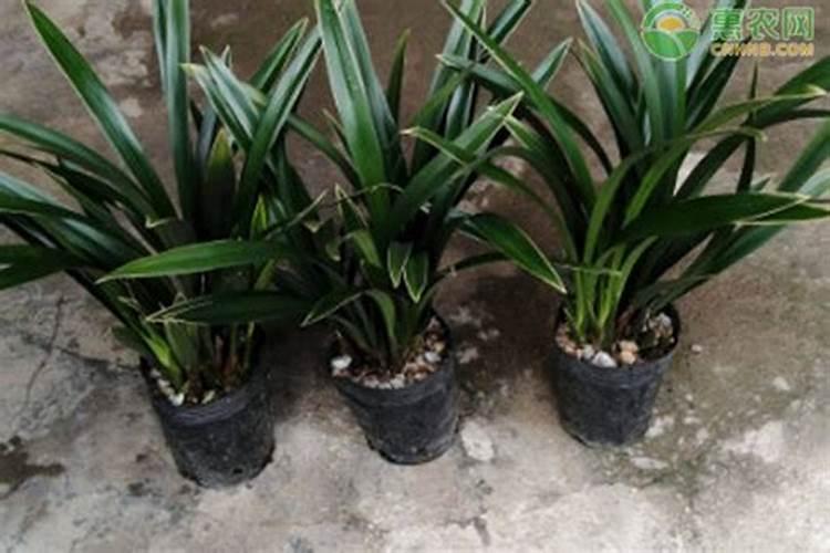 什么是无卤阻燃剂