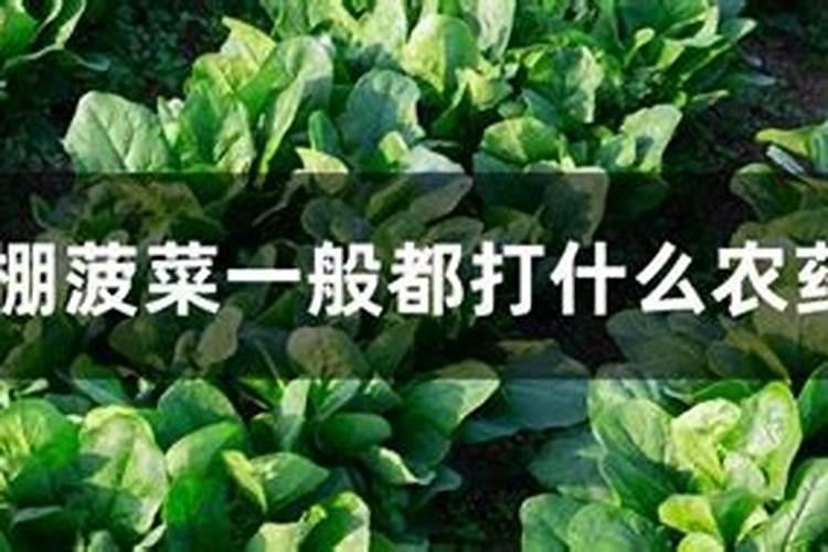 芸苔内酯适合打什么蔬菜