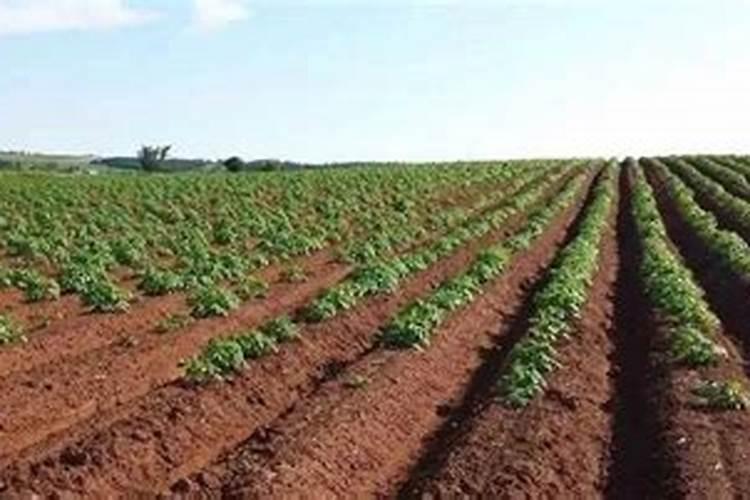 种植马铃薯如何施肥？