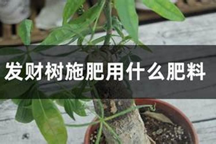 无花果用什么肥料 该如何管理