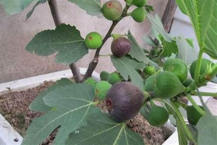 无花果施什么肥果实大