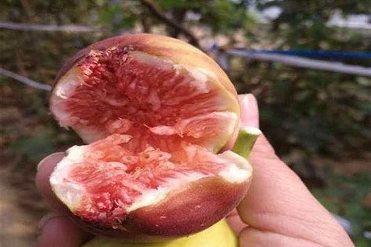 无花果结果期间施什么肥