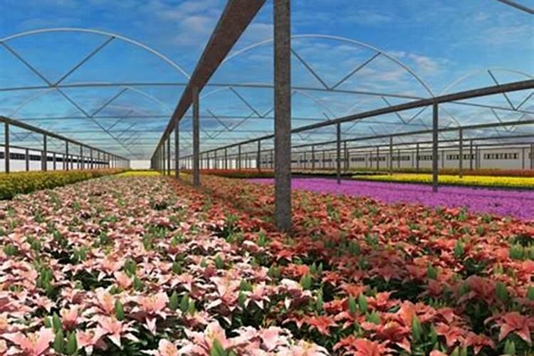 大棚蔬菜如何施肥才能增产？