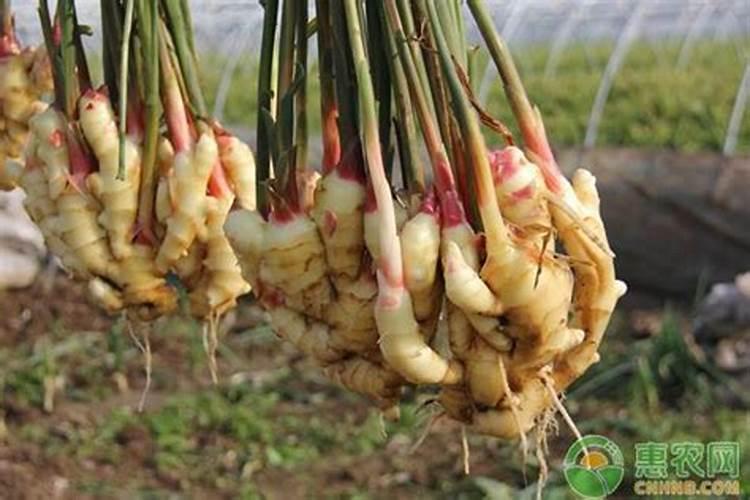 花菜施肥用什么肥料