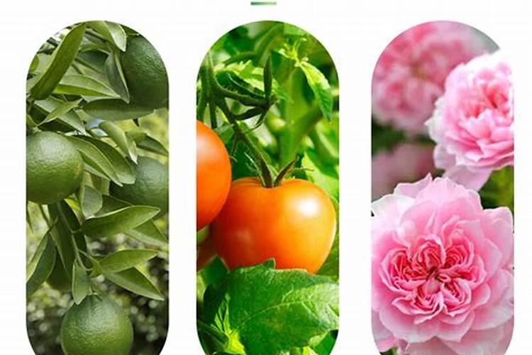 中国最好的果树叶面肥有哪些？