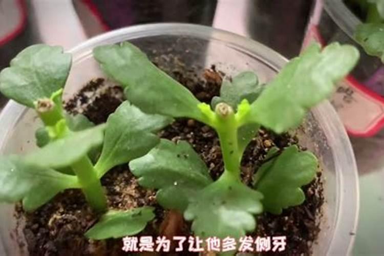 黑龙江省种哪些葡萄包括酿酒葡萄？