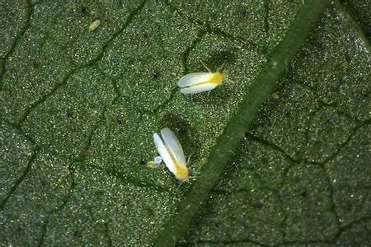 银叶粉虱防治方法