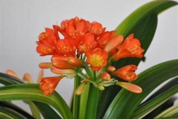 君子兰施什么肥容易开花