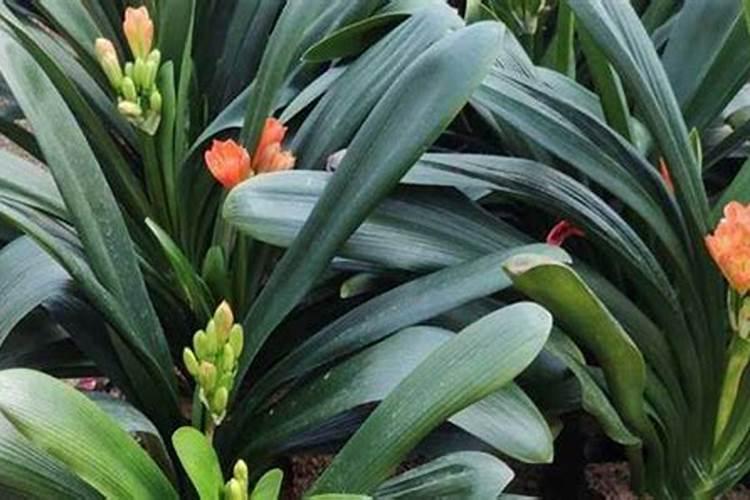 君子兰施什么肥容易开花 君子兰的施肥要求