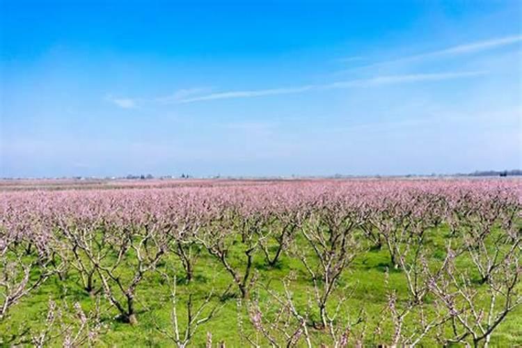 桃子卸果后可以喷施钙肥吗