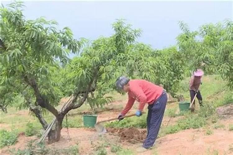 水溶肥桃树一亩用多少斤