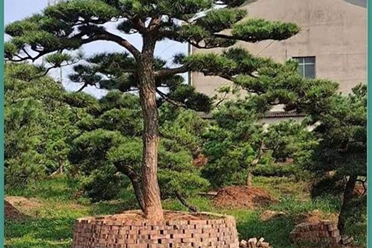 如何让黑松快速生根