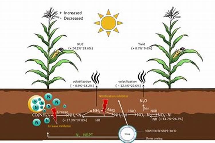 有机肥磷肥有哪些