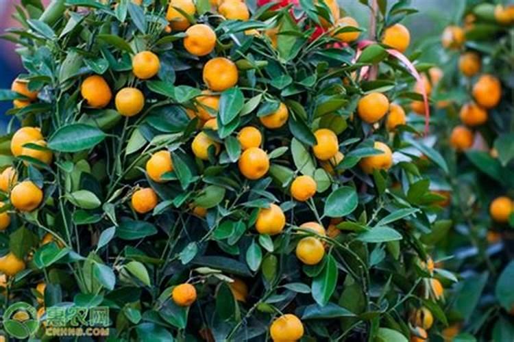 脆皮金桔春季的种植和管理方法
