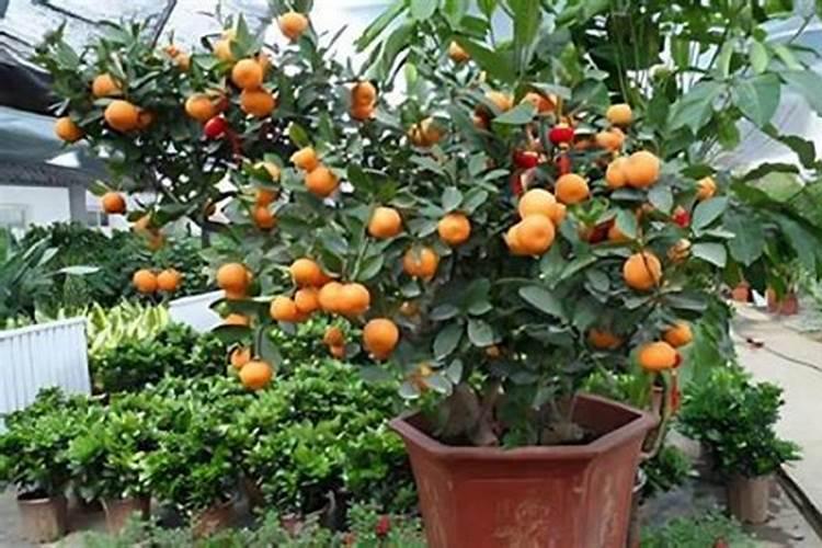 脆皮金桔种植方法