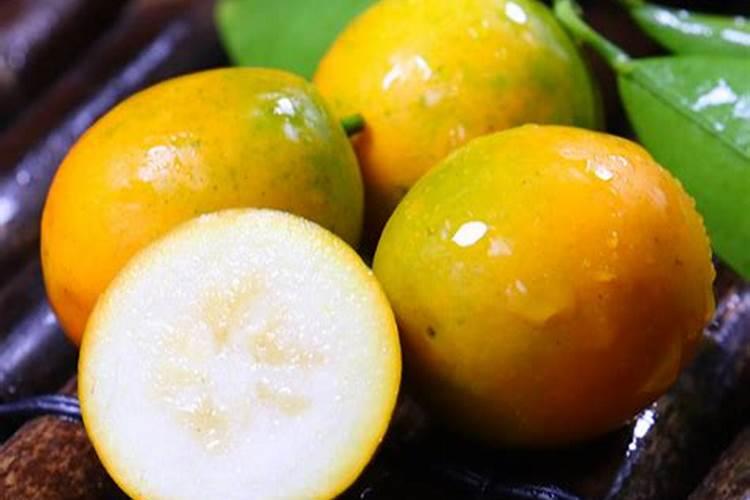 在广安种植金桔怎么样？