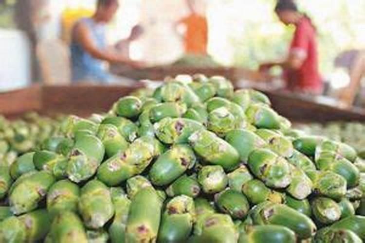 如何用沼液作为叶面肥喷施柑橘？