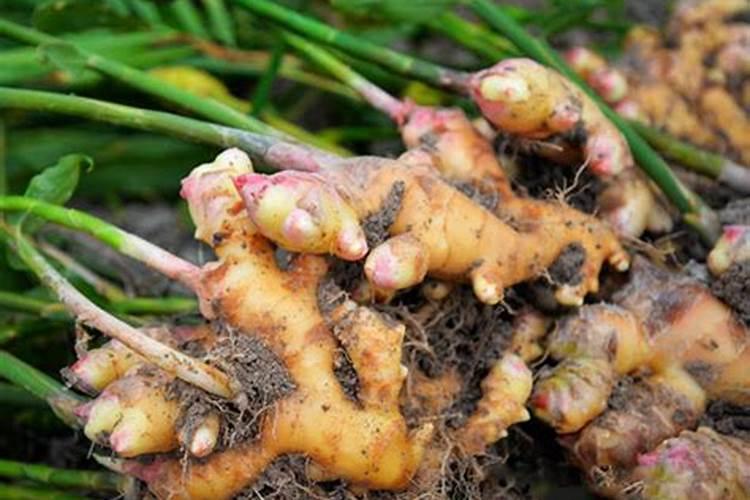 生姜种植有什么技巧