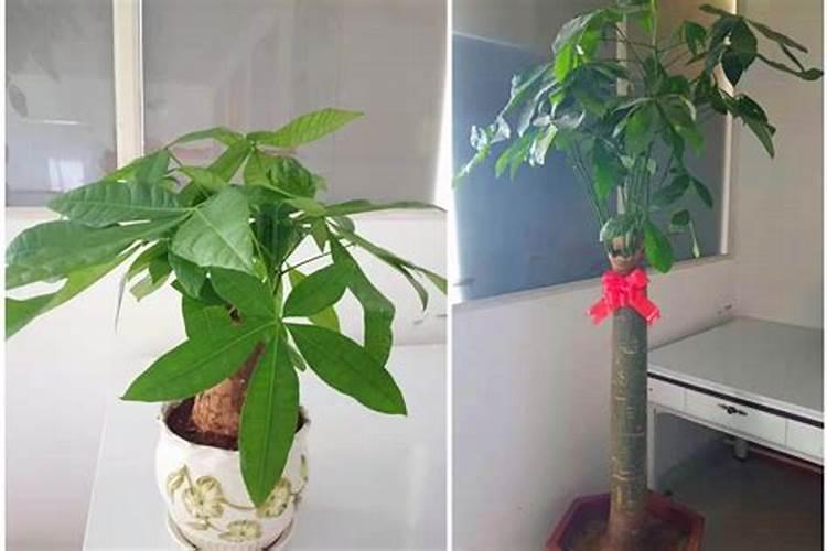 发财树如何施肥