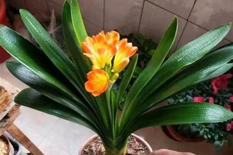 怎样使绿叶植物叶子绿