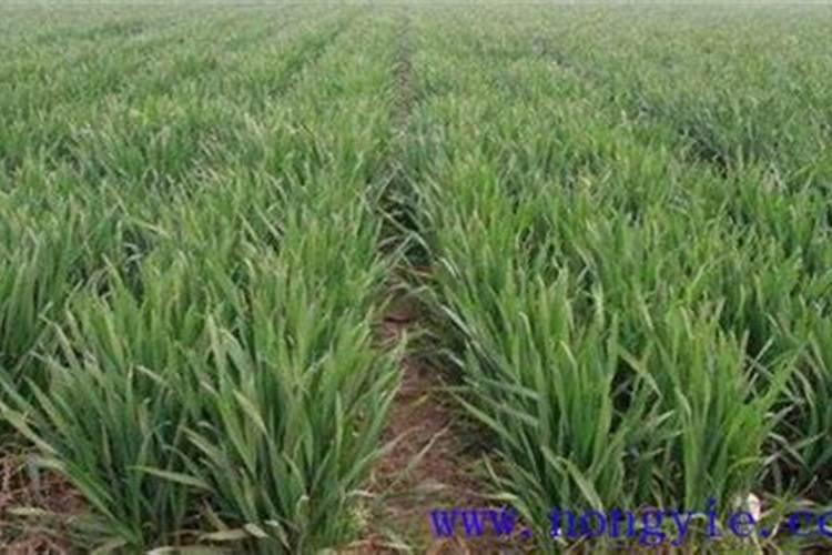 小麦用什么肥料好