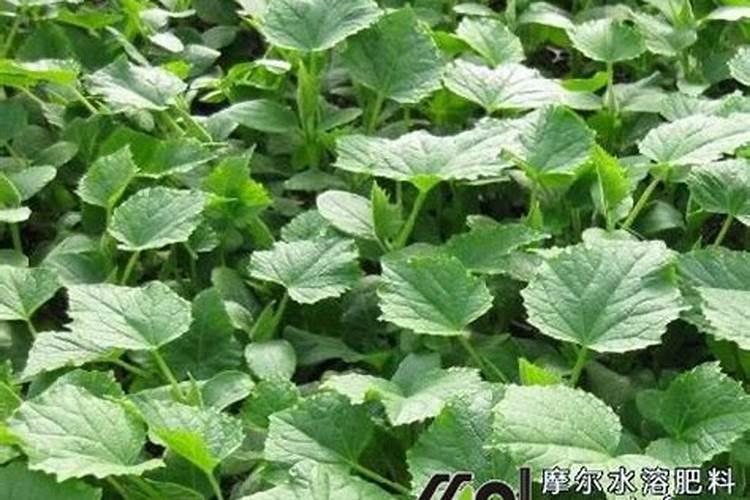 丝瓜结果后施什么肥料