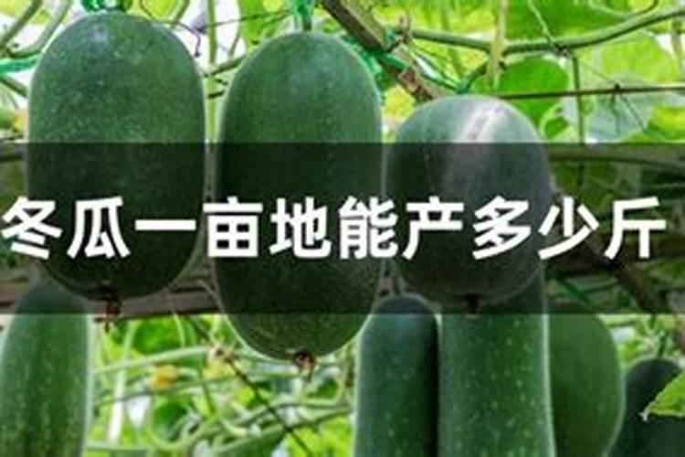 丝瓜追肥用什么肥料