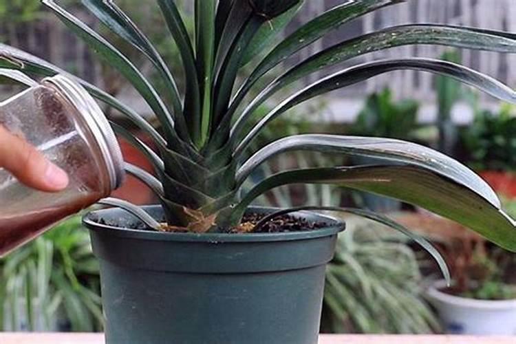 植物动力2003叶面肥的作用