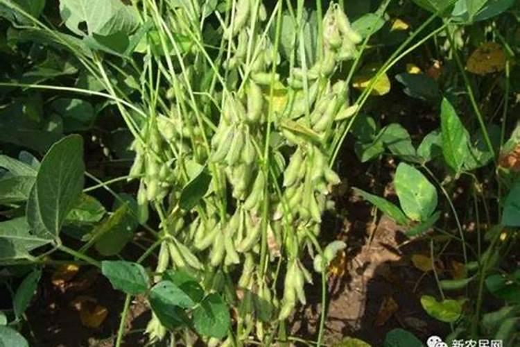 荔枝开花时能不能喷药