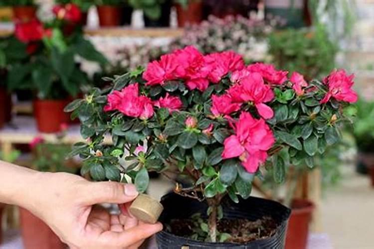 杜鹃花带芽怎么施肥？施肥需要水吗？