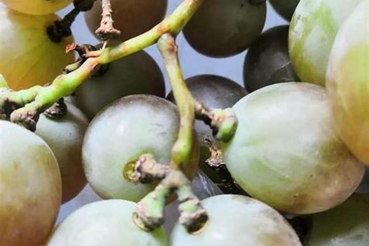 君子兰没有根直接栽在土里能活吗