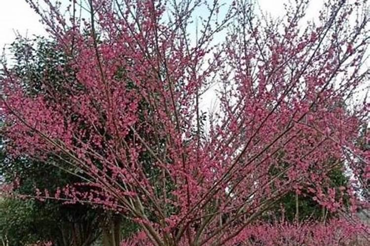 红梅树的养殖方法和注意事项