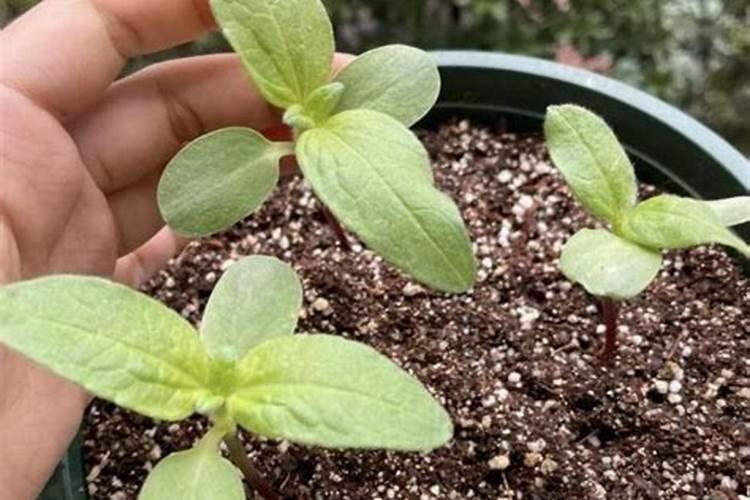 向日葵多久施肥一次