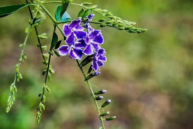 什么发酵剂发酵秸秆速度最快