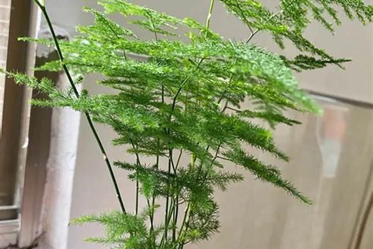 文竹怎么施肥,文竹施什么肥料好/氮肥为主