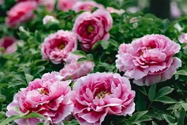 花草黄叶烂根？怎么做叶子油绿砰砰开花呢？