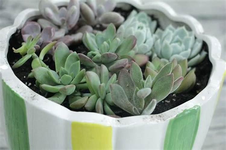 菠菜的养护方法