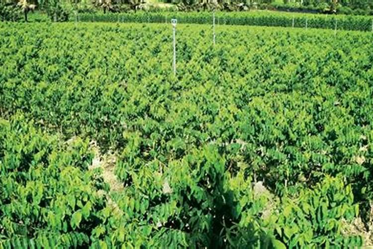 葡萄施什么肥料好