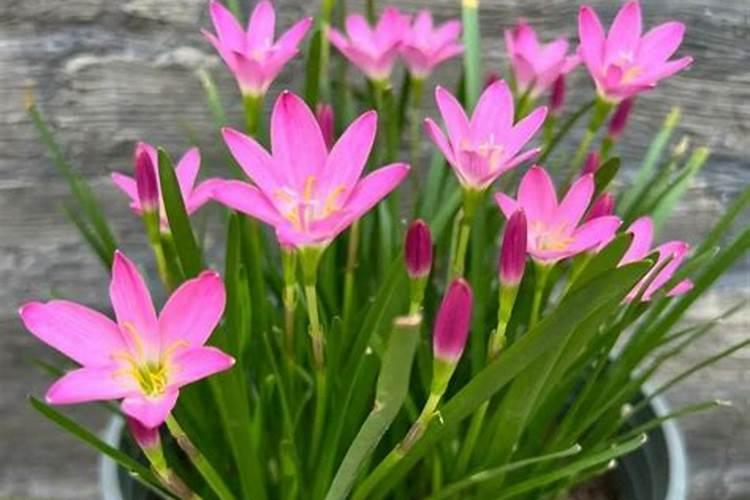 氧化钾肥料适合种什么