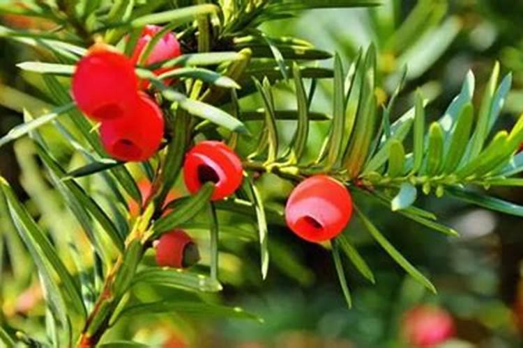 有哪位清楚红豆杉如何施叶面肥？需要关注哪些点