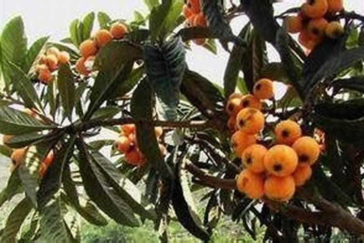 怎样能让枇杷的果又大又甜？枇杷增甜施肥哪种叶面肥效果好