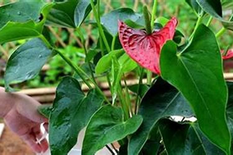 硝酸铵钙可以和复合肥混合使用吗？