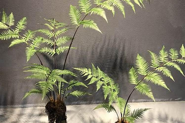 哪种叶面肥好用？