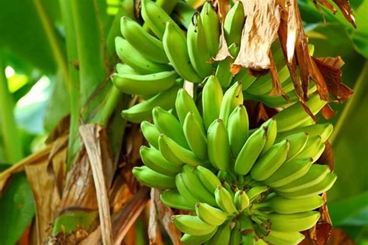 鱼蛋白水溶肥制作方法