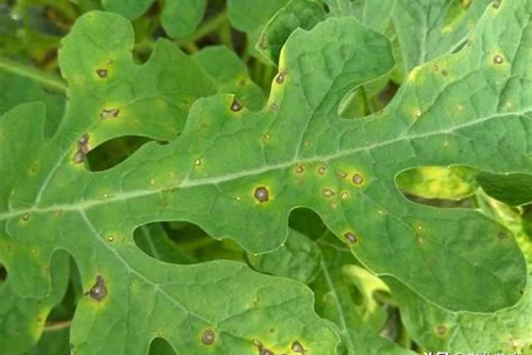 氮肥超标对西瓜危害是什么