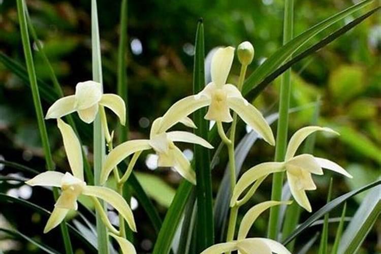 兰花的肥料要怎么样才适合