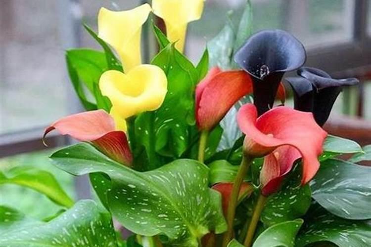 糖醇钙的作用是什么