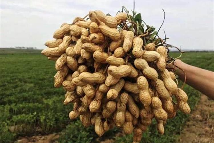 黄心乌塌菜种植时间和方法