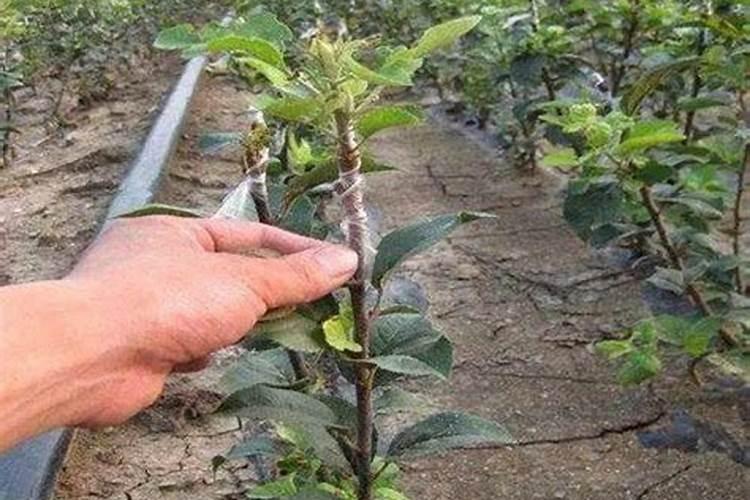 苹果树高产施肥方法和方式