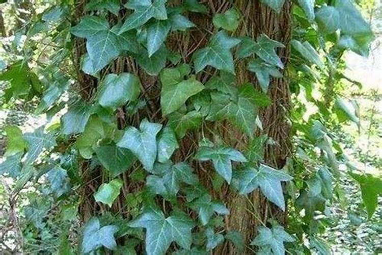 常春藤喜欢什么肥料